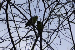 Brotogeris sanctithomae