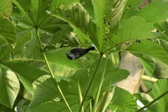 Serpophaga hypoleuca