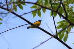 Euphonia minuta