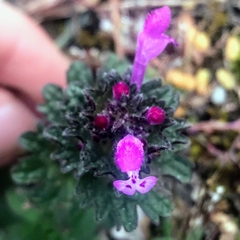 Lamium amplexicaule