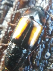 Tachinus subterraneus