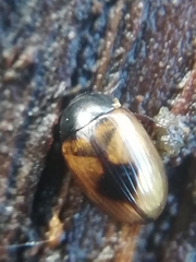 Cercyon unipunctatus