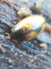 Cercyon unipunctatus