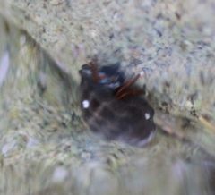 Calcinus laevimanus