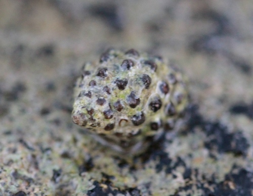 Tenguella granulata observed 2017-09-28