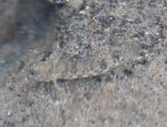 Bathygobius coalitus