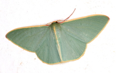 Chlorocoma assimilis