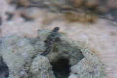 Blenniidae