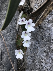 Pinguicula gracilis
