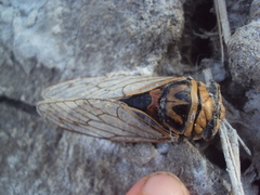 Guyalna bonaerensis