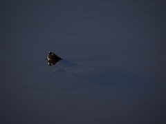 Trachemys venusta venusta