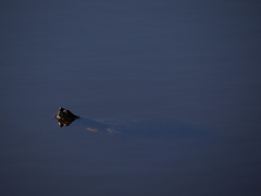 Trachemys venusta venusta