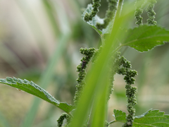 Balcanocerus larvatus