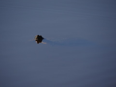 Trachemys venusta venusta