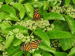 Eueides isabella eva