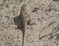 Tropidurus etheridgei