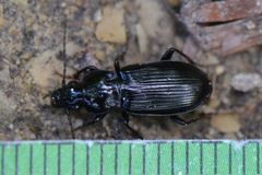 Pterostichus anthracinus