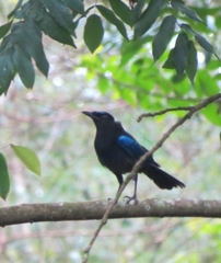 Myophonus horsfieldii