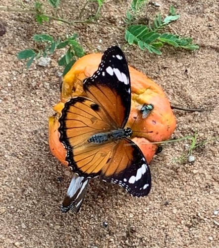 Danaid Eggfly