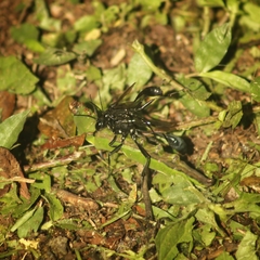 Eremnophila