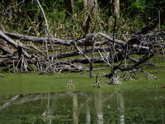 Trachemys venusta venusta