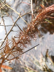 Proserpinaca pectinata