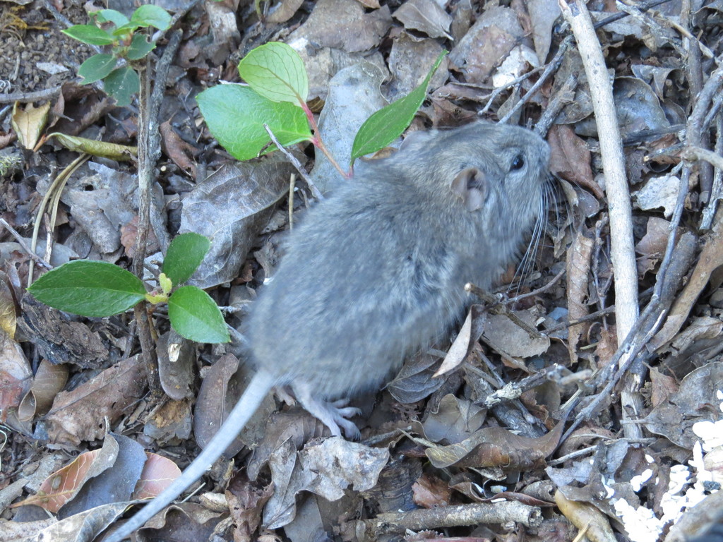 Bridges's Degu in November 2013 by sandrum · iNaturalist