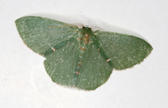 Prasinocyma iosticta