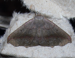 Prochoerodes forficaria