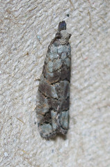 Epinotia subviridis