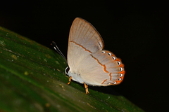 Euselasia ignitus