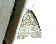 Hypenodes franclemonti