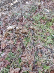 Pentanema squarrosum