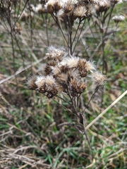 Pentanema squarrosum