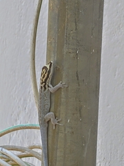 Lygodactylus kimhowelli