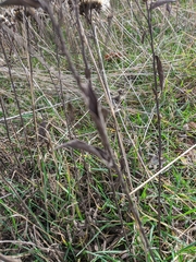 Pentanema squarrosum