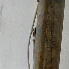 Lygodactylus kimhowelli