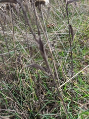 Pentanema squarrosum