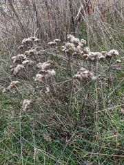 Pentanema squarrosum