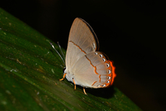 Euselasia ignitus