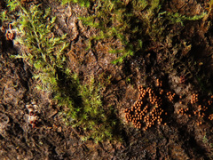 Perichaena corticalis