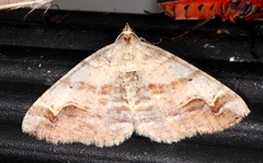 Syneora emmelodes