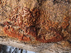 Perichaena corticalis