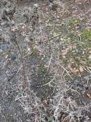 Carduus uncinatus
