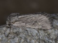 Trichocerapoda comstocki