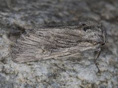 Trichocerapoda comstocki