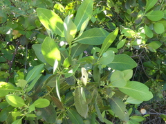 Drimys winteri chilensis