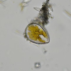 Surirella ovalis