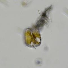 Surirella ovalis