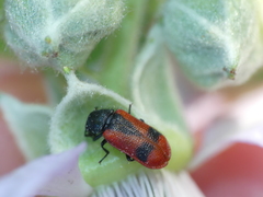 Arthrobrachus nigromaculatus